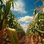 Dream Dictionary Corn Field