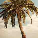 Dream Dictionary Palm Tree