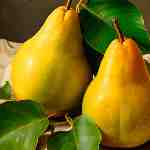 Dream Dictionary Pears