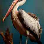 Dream Dictionary Pelican