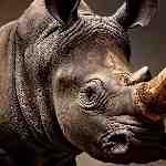 Dream Dictionary Rhinoceros