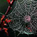 Dream Dictionary Spider-Web